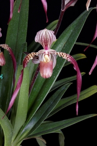 Paphiopedilum Memoria Mary Henry Beloved HCC/AOS 78 pts.